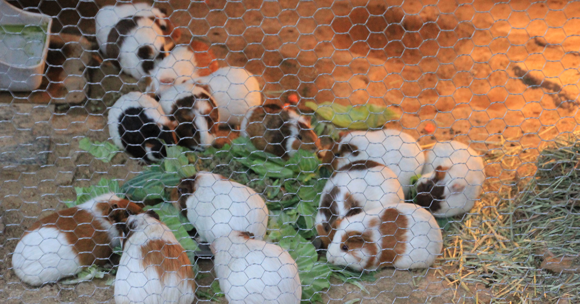 福知山市動物園