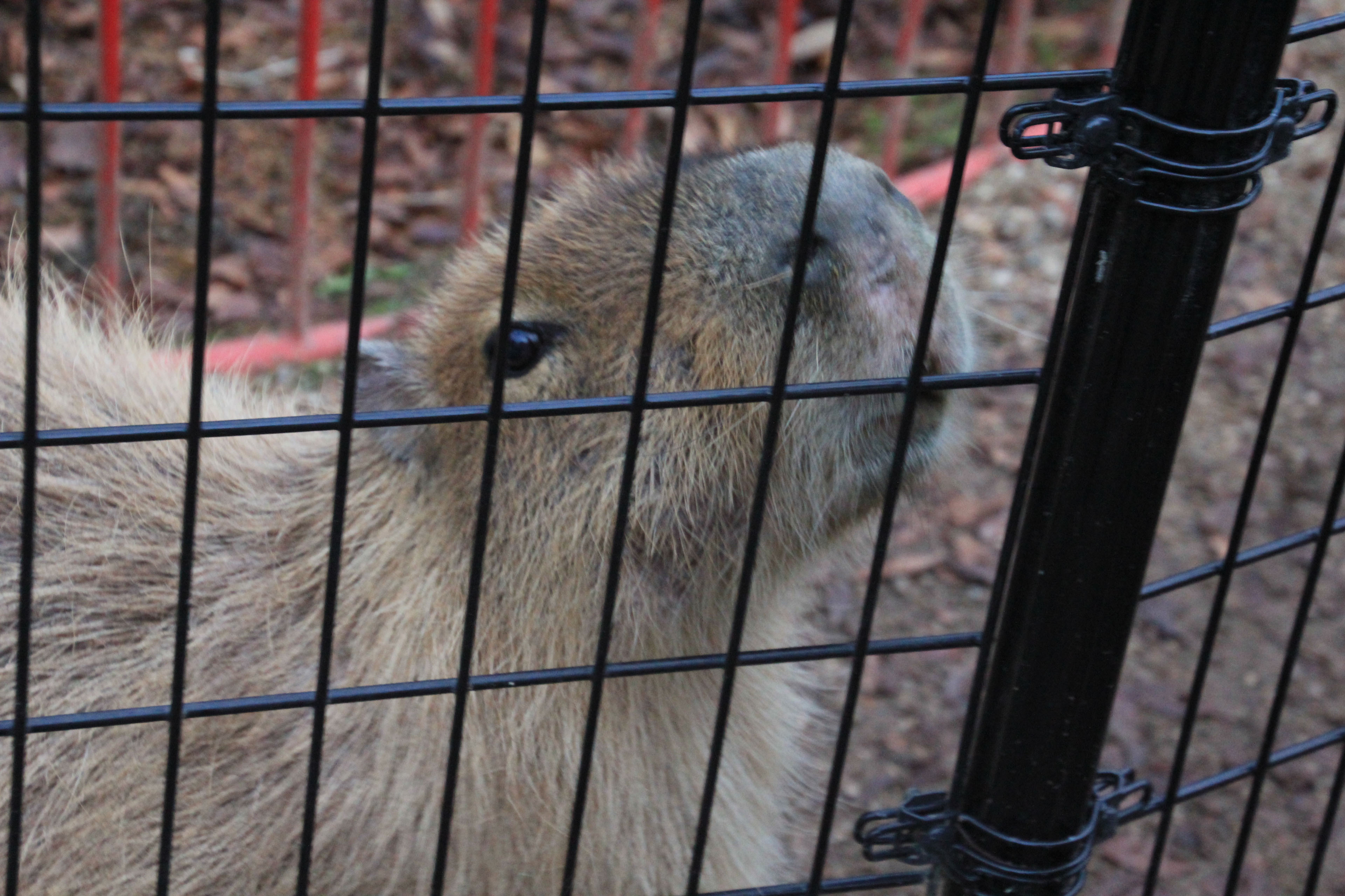 福知山市動物園