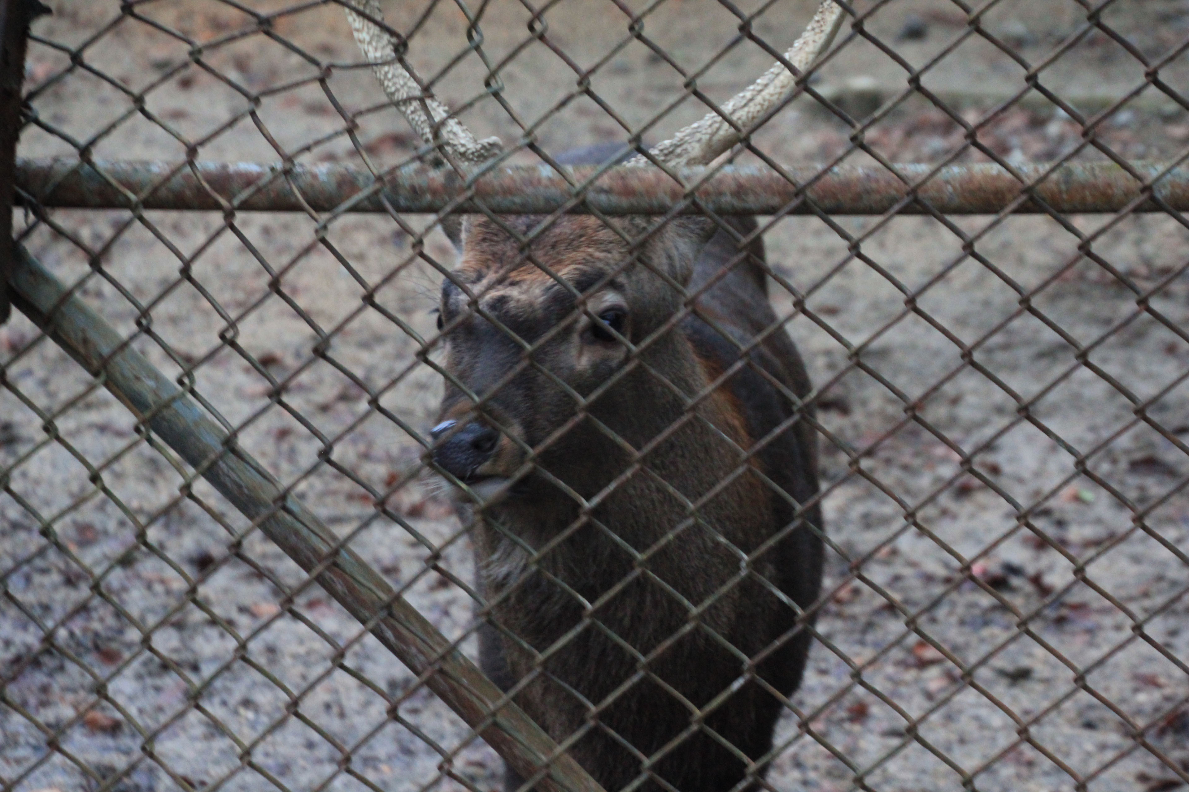 福知山市動物園
